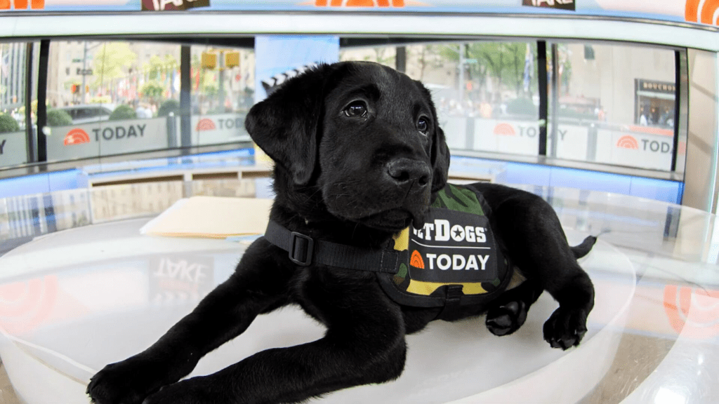 Harnessing the healing power of dogs for veterans in need