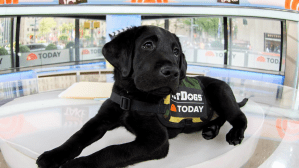 Harnessing the healing power of dogs for veterans in need