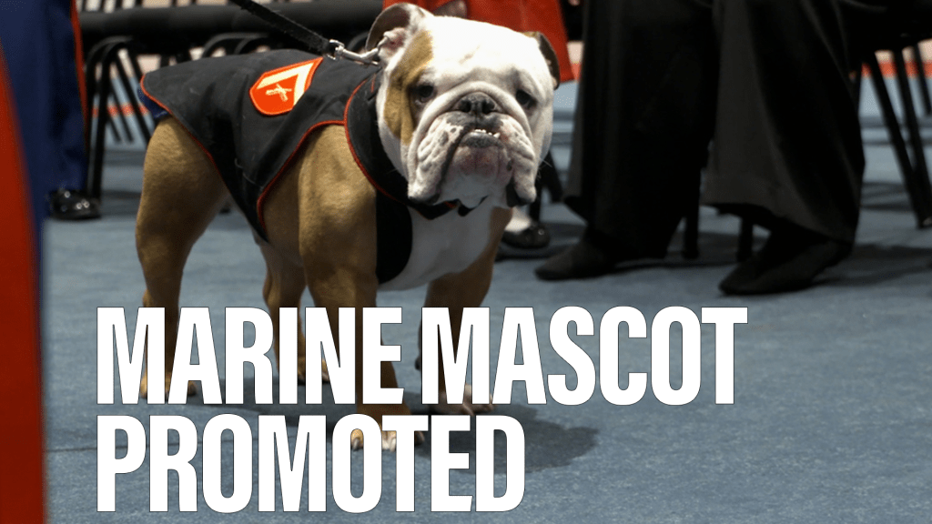 Marine mascot receives a promotion