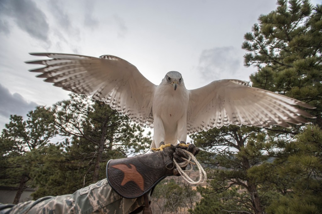 Prognosis unclear for Air Force falcon mascot hurt in West Point prank