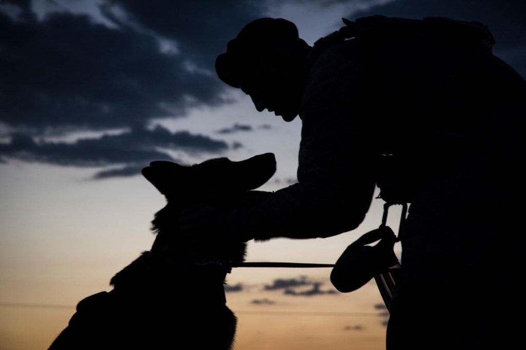 These four-legged military heroes will soon have an award of their own