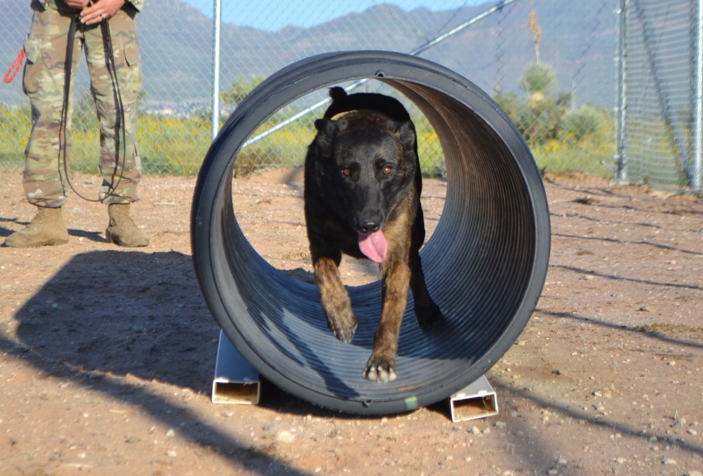 Defense startup wants to make genetically enhanced military dogs