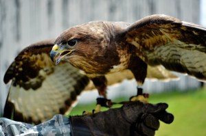 What birds cause the most damage to U.S. Air Force assets?