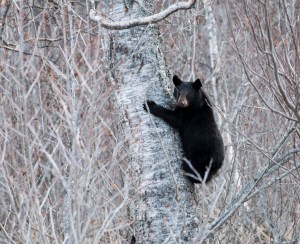 The Alaskan bear necessities: One commissary peach