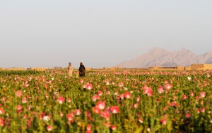 Pentagon pops off on link between poppy seeds, positive drug tests