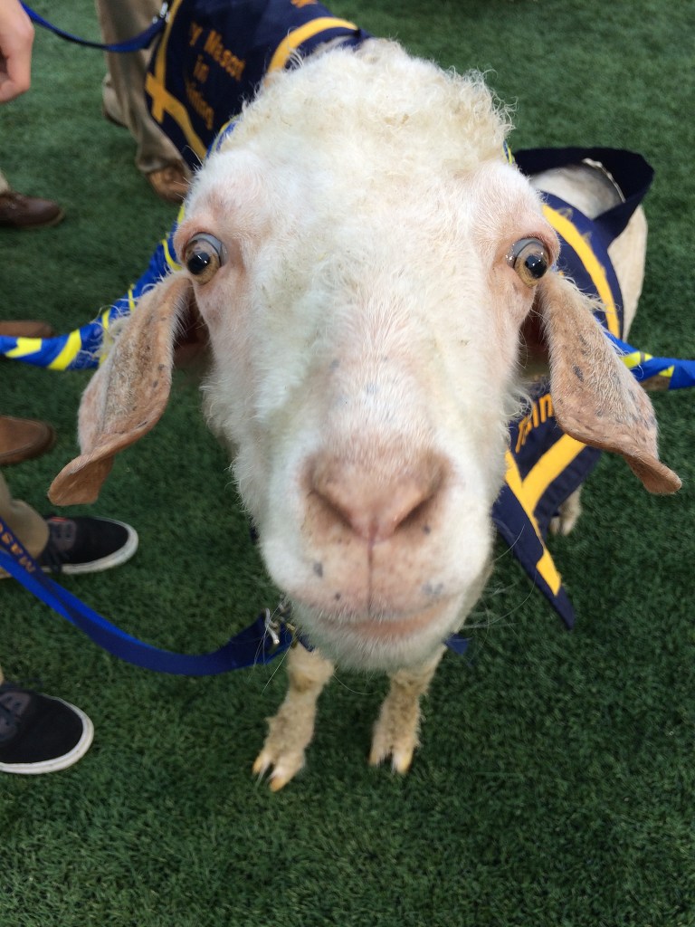 Bad food choice fails to keep goat Bill 36 from Army-Navy game