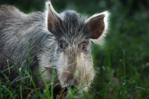 US military to stop shooting pigs and goats for medic training