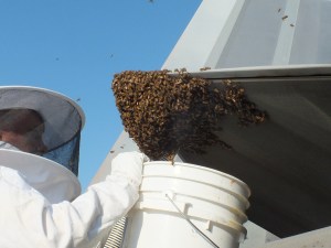 F-22 Raptor encounters formidable foe — 20,000 honey bees
