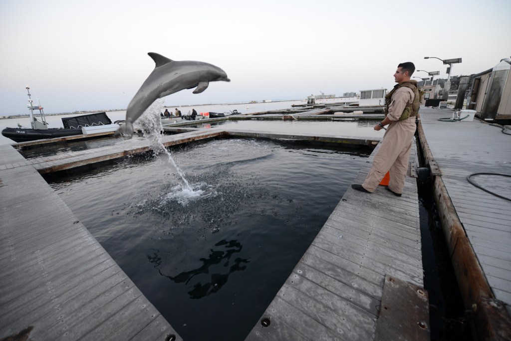 Mine-seeking Navy dolphin euthanized at SPAWAR facility in San Diego