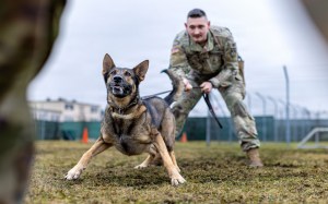 The Pentagon wants to improve medical care for wounded military dogs