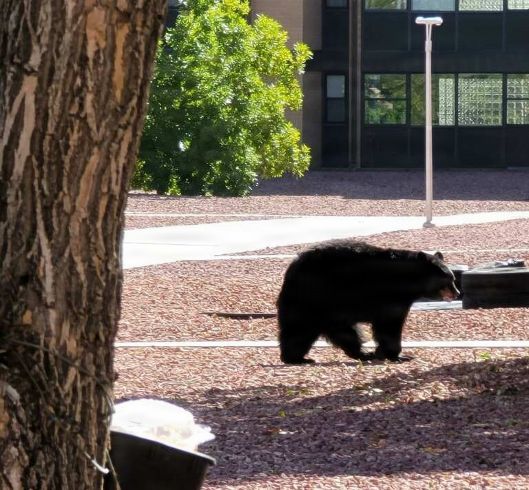 Hungry bears are heading to Fort Carson this summer