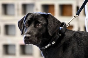 Public service isn’t for everyone: CIA dog washes out of training