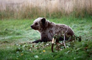 Blocked US grizzly hunts fuel call for species law changes