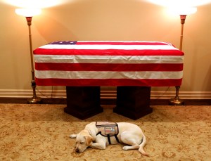 Sully, President Bush’s service dog, has new mission to serve wounded troops
