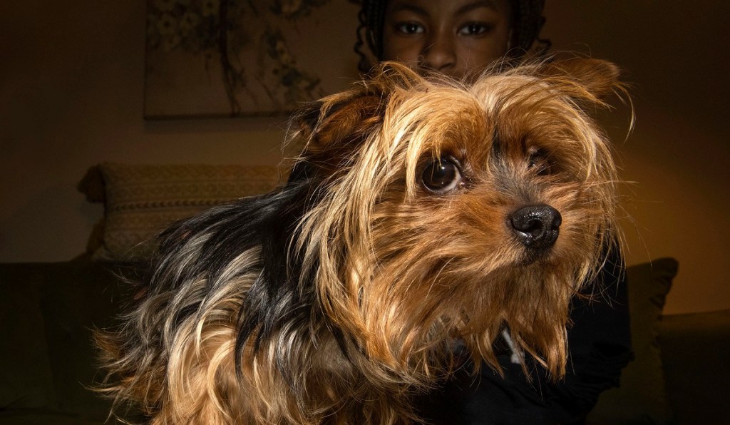 Marine vet who hunted al-Qaida comes to dognapped Yorkie’s rescue