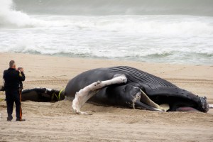 Senators from 4 states ask NOAA to address whale deaths