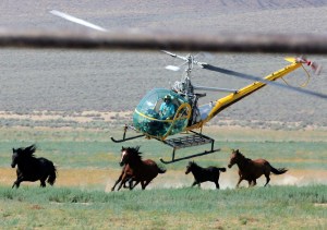 Mustangs die, some with broken necks, in BLM roundup caught on video