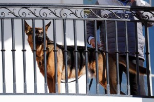 Secret Service officers bitten 10 times in four months by Biden’s dog