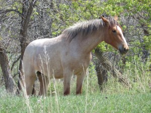 National Park Service seeks public input on future of wild horses