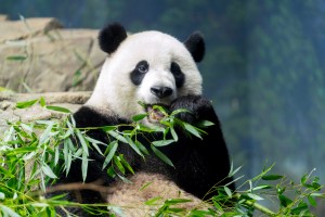 Pandaplomacy: Chinese president says more pandas may be sent to the US