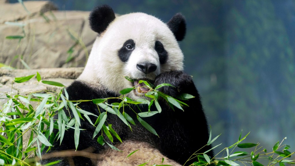 China to bring back giant pandas to National Zoo in Washington, DC