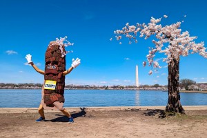 So long Stumpy. More than 100 iconic cherry trees in DC face the axe.