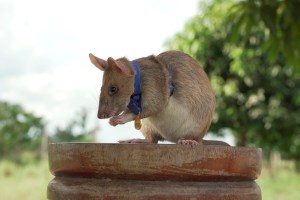 Rat who detected land mines in Cambodia dies in retirement