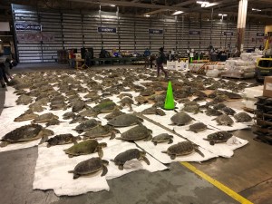 Massive volunteer effort rescues nearly 1,000 cold-stunned sea turtles at NAS Corpus Christi