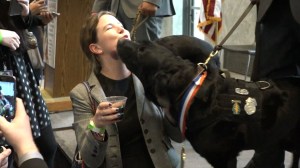 Meet the military dogs who received the nation’s top honor