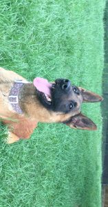 Explosive-sniffing dogs trade ruff life for cushy retirement back home