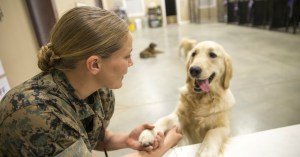 Video: What’s up with service dogs?