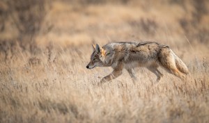 Update the weekend safety brief: Stay away from coyotes