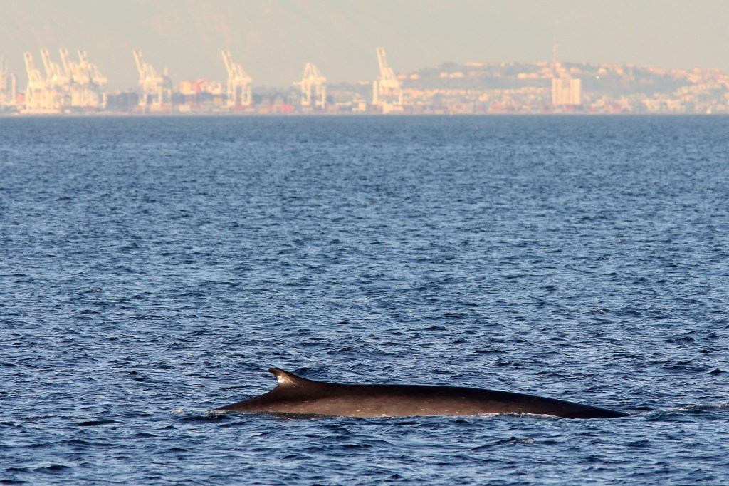 US Navy seeks to raise allowed number of accidental whale collisions