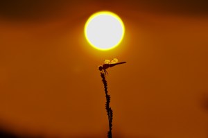 Can a dragonfly teach a missile how to hunt?