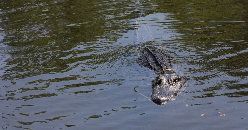 ‘Don’t even think about it’: North Carolina Marines told not to feed alligator prowling near barracks