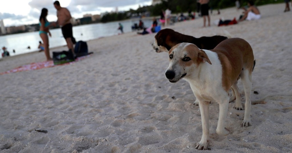 United’s pet-policy update a reprieve for troops planning PCS moves from Guam