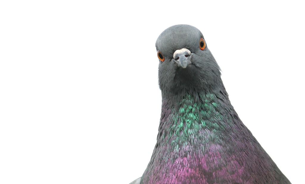 How some bra-wearing pigeons saved thousands of lives during WWII
