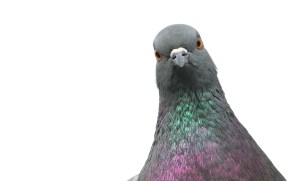 How some bra-wearing pigeons saved thousands of lives during WWII