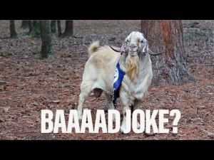 Watch: Army 3rd Infantry Division ‘blows up’ Naval Academy goat