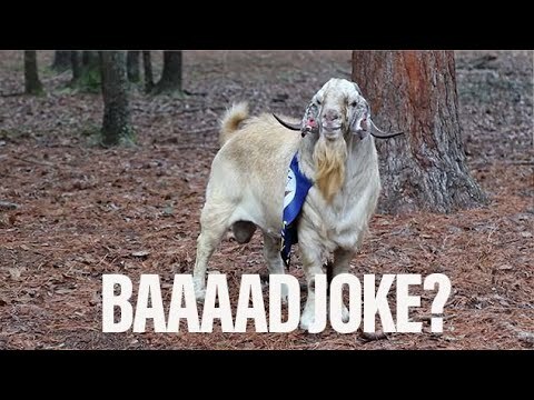 Watch: Army 3rd Infantry Division ‘blows up’ Naval Academy goat