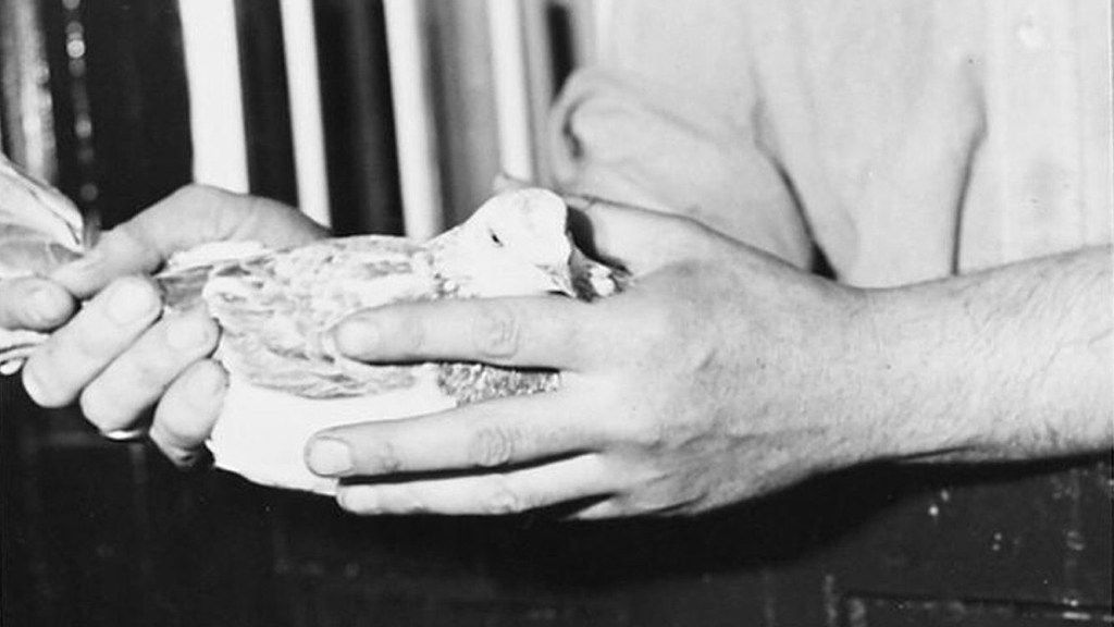 How Gustav the pigeon broke the first news of the D-Day landings