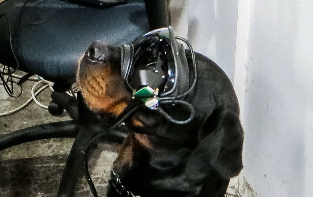 How augmented reality for military dogs could change how canine battle buddies operate