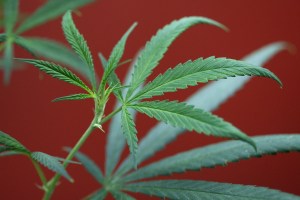 Smoked, vaped or in a brownie, marijuana deserves more study