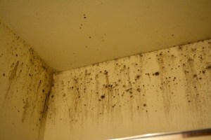 Five more military families sue privatized landlord alleging mold, vermin, lead paint and raw sewage