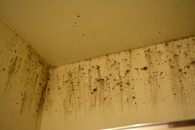 Five more military families sue privatized landlord alleging mold, vermin, lead paint and raw sewage