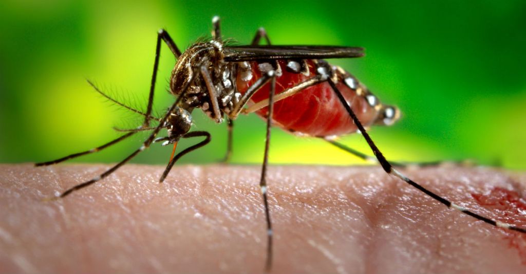 ‘I plead with you to look at this very closely,’ retiree tells panel studying health effects of anti-malarial drugs