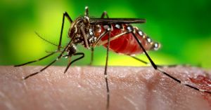 ‘I plead with you to look at this very closely,’ retiree tells panel studying health effects of anti-malarial drugs