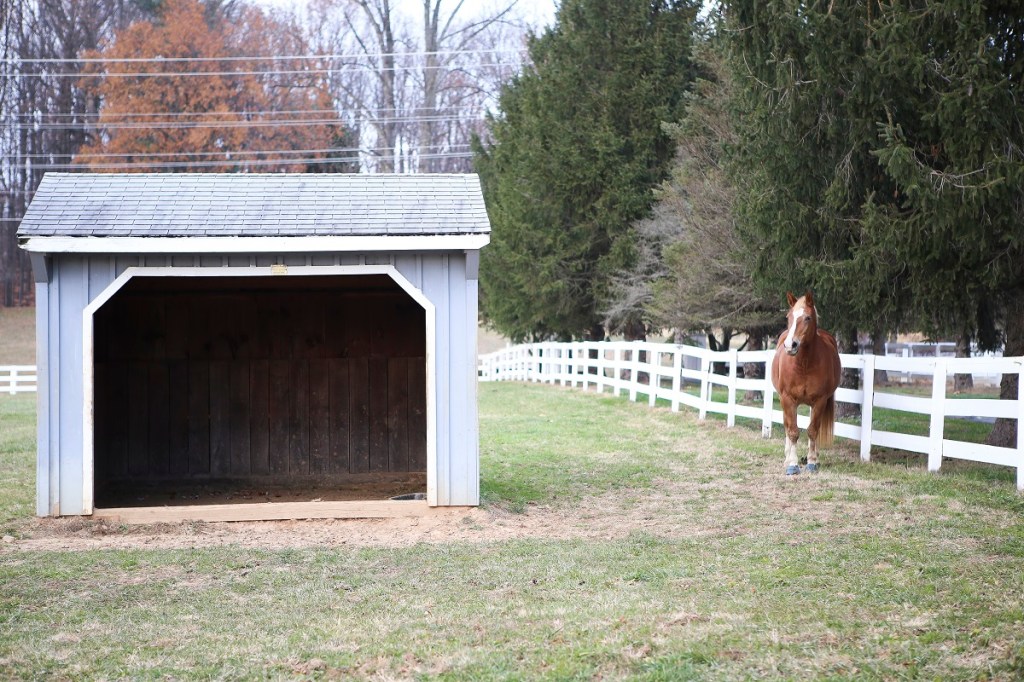 Veterans with PTSD are turning to horses for healing