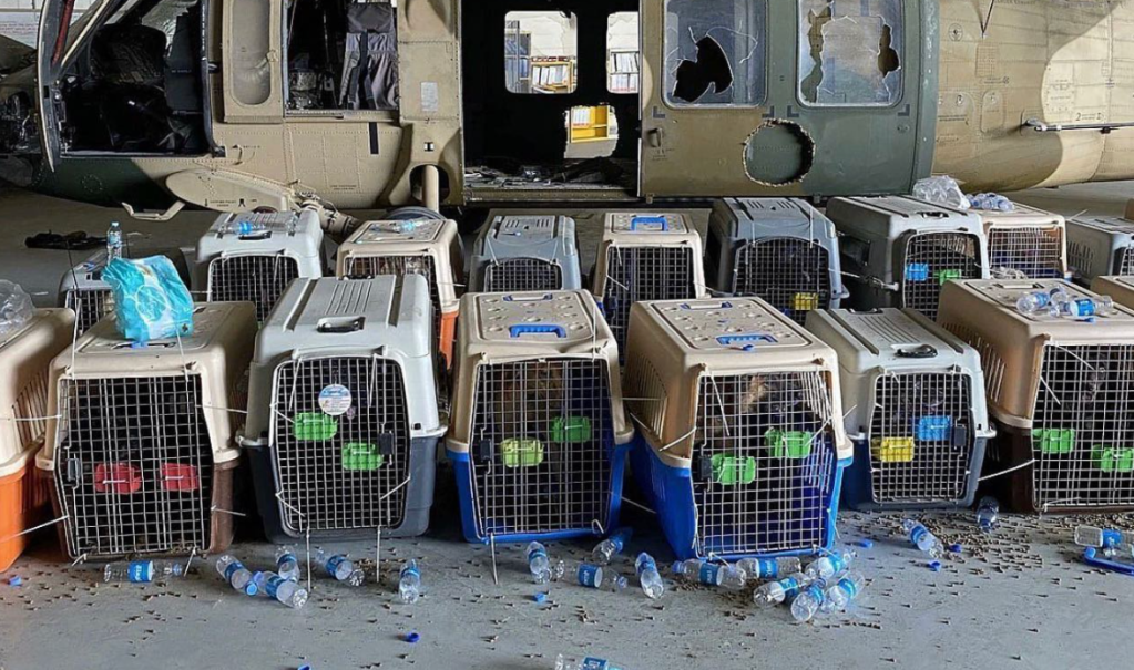 No, the military did not leave its working dogs behind, DoD says