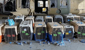 No, the military did not leave its working dogs behind, DoD says